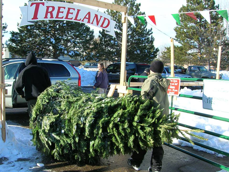 Where to Buy Your Christmas Tree in Northern Colorado