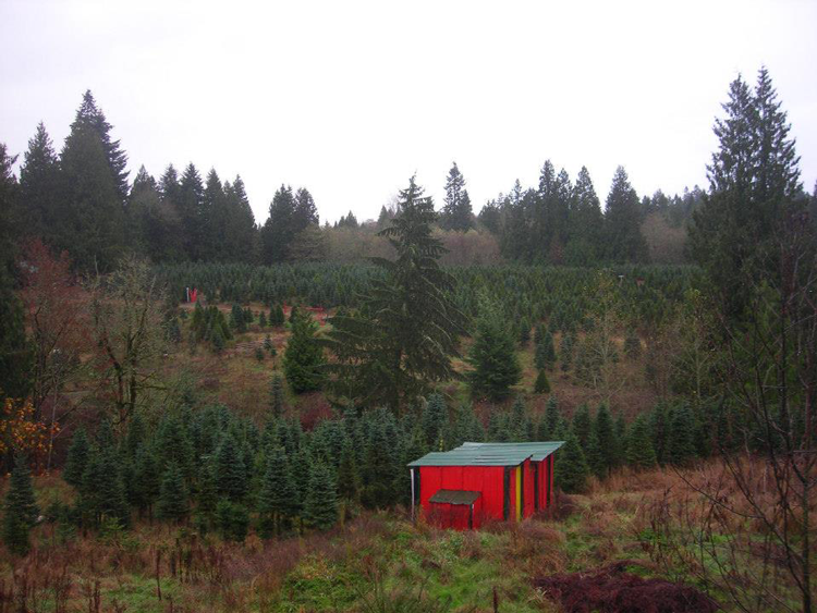 Where to Get a Christmas Tree in the Portland Area The Local Arrow