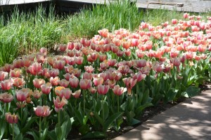 Summer Staycation in Wichita Kansas