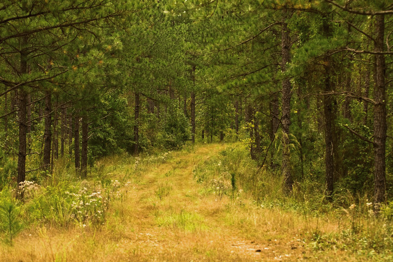 Forestar Retains LandVest, Inc. as Strategic Advisor for