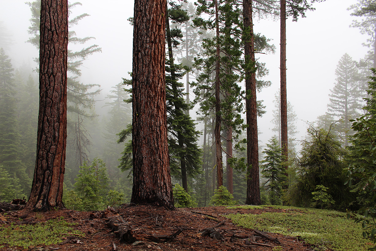 LandVest Awarded New Timberland Management Client, Opens California