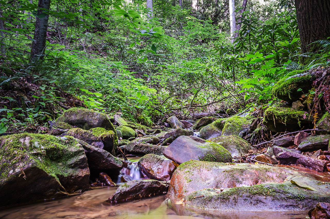 The Awakening Woods LandVest Blog LandVest Blog