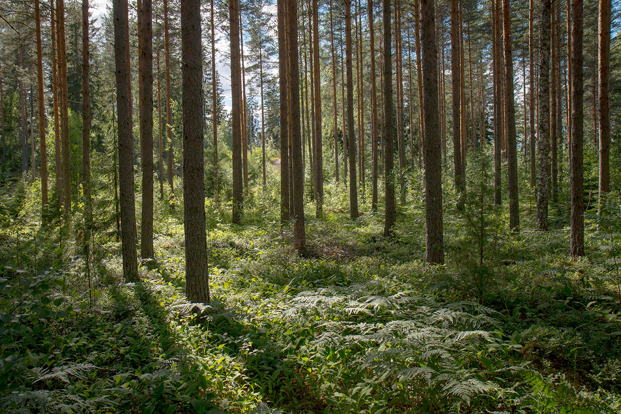 An Oasis in the Woods; Living Among Trees Improves your Wellbeing