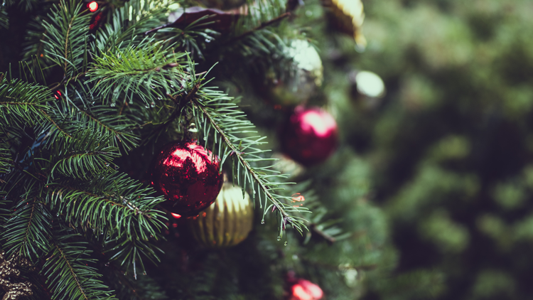 where to buy a real christmas tree in the bay area local christmas tree farms