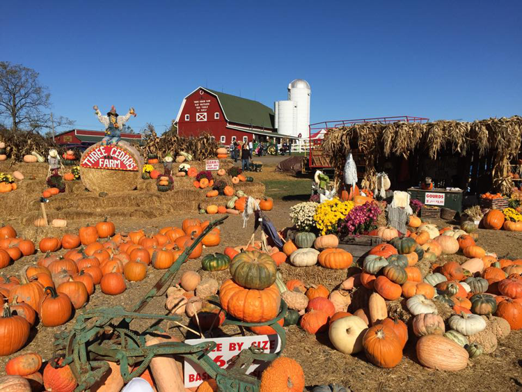 Pumpkin Patch Near Belleville Mi